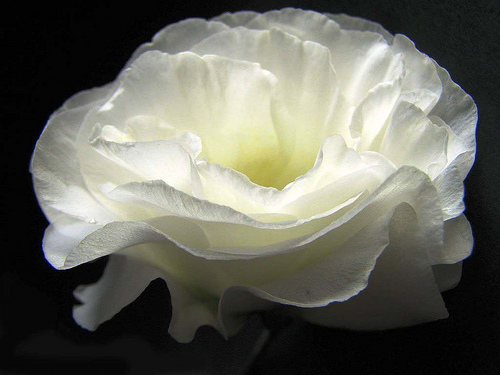 ایستوما گرندیفلوروم